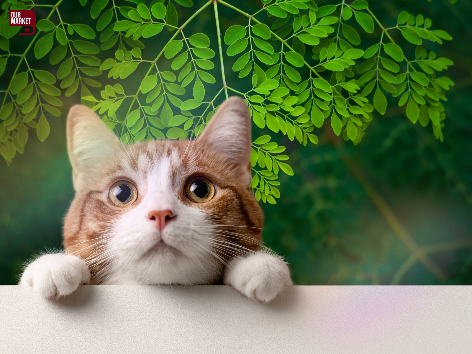 moringa for cats